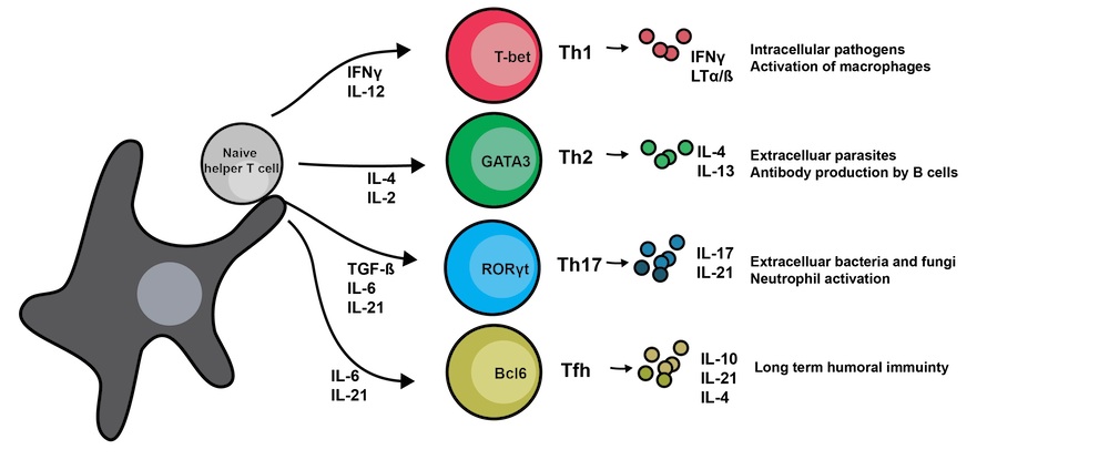 Helper T Cells Function