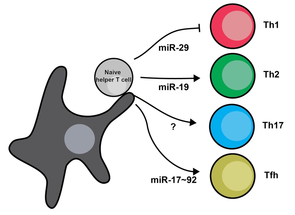 helper t cell diagram